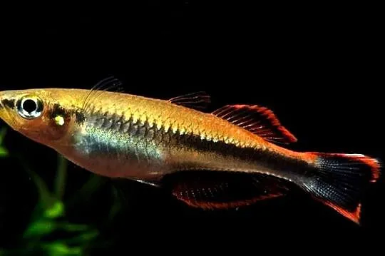 Bedocja madagaskarska - Aterynka - Bedotia geayi - WYSYŁKA, Pomorskie, Gdańsk