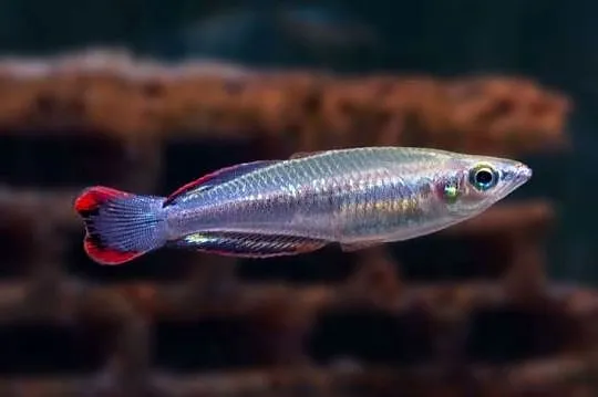 Bedocja madagaskarska - Aterynka - Bedotia geayi - WYSYŁKA, Pomorskie, Gdańsk