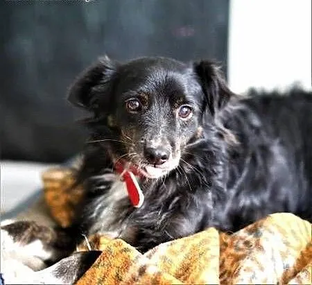 BLACKY - delikatny i wrażliwy, kochany psiak do adopcji, mazowieckie Warszawa, Mazowieckie, Warszawa