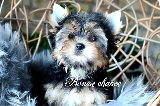 Yorkshire terrier sunia