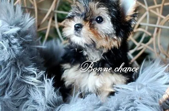 Yorkshire terrier sunia, Podlaskie, Suwałki