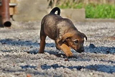 Grzeczna, delikatna psia panienka szuka Domku!,  m