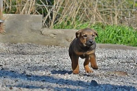 Grzeczna, delikatna psia panienka szuka Domku!,  m