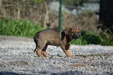 Grzeczna, delikatna psia panienka szuka Domku!,  m