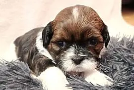 Shih-tzu