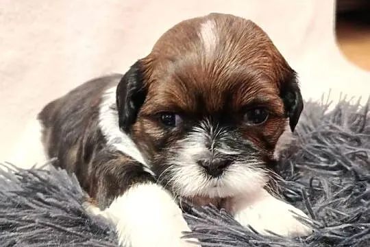 Shih-tzu