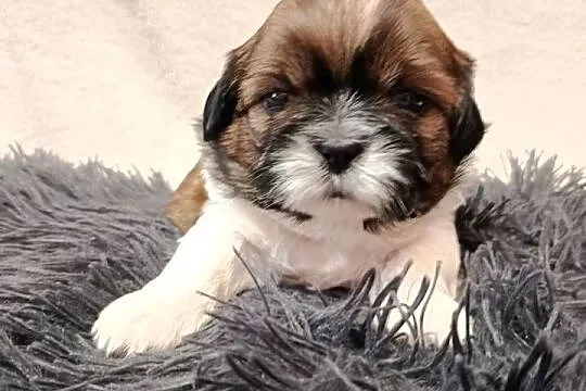 Shih-tzu, Świętokrzyskie, Zofiówka