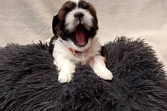 Shih-tzu, Świętokrzyskie, Zofiówka