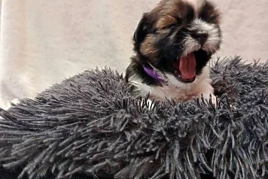 Shih-tzu, Świętokrzyskie, Zofiówka