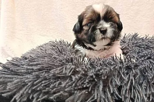 Shih-tzu, Świętokrzyskie, Zofiówka