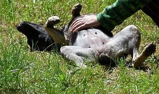 1,5 roczna delikatna i mądra sunia szuka domu , ł