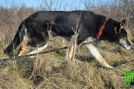 Podaruj Lirynowi dom. Zyskasz przyjaciela na dobre