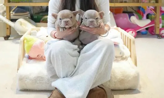 Szczenięta Micro Bully dostępne do adopcji, psy i suczki., , Warszawka