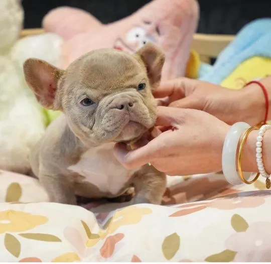 Szczenięta Micro Bully dostępne do adopcji, psy i suczki., , Warszawka