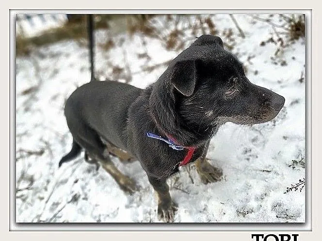 Mały 6 kg,aktywny,wesoły,towarzyski,kontaktowy,zaszczepiony piesek TORI.Adopcja, Mazowieckie, Warszawa