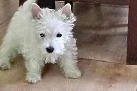 West Highland White Terrier piesek