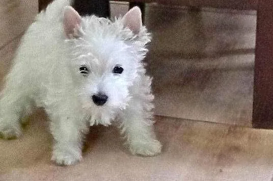 West Highland White Terrier piesek