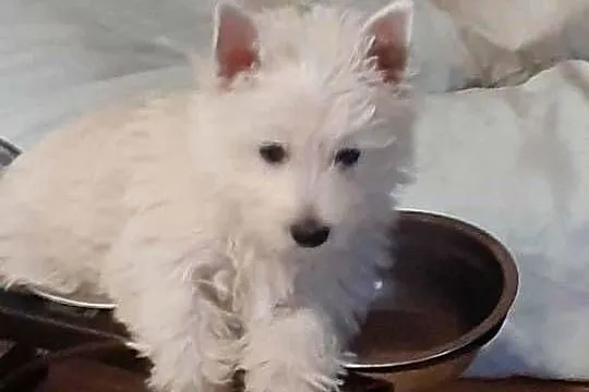 West Highland White Terrier piesek, Kujawsko-pomorskie, Świecie
