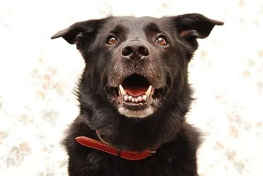 BRANDO- wspaniały pies czeka na swoich ludzi, Poznań