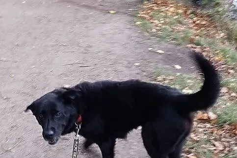 BRANDO- wspaniały pies czeka na swoich ludzi, Poznań