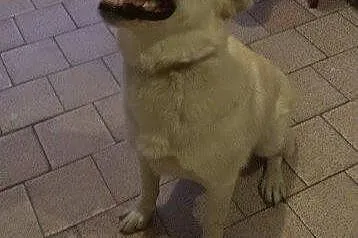 Frodo - kolejny raz bezdomny, czym zawinił___
