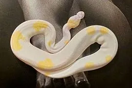 Pytony królewskie Python regius