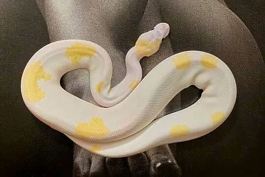 Pytony królewskie Python regius