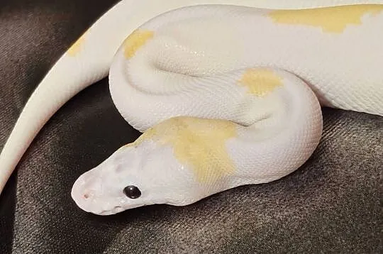 Pytony królewskie Python regius, Podkarpackie, Rzeszów