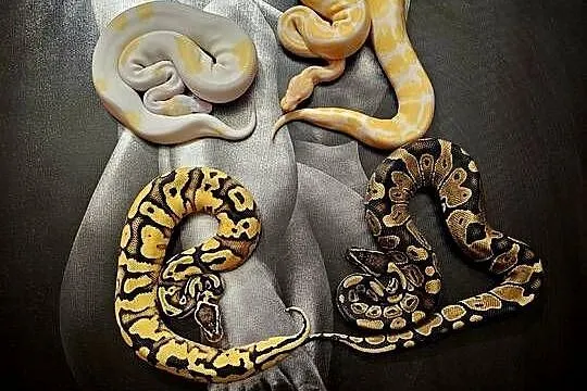 Pytony królewskie Python regius, Podkarpackie, Rzeszów