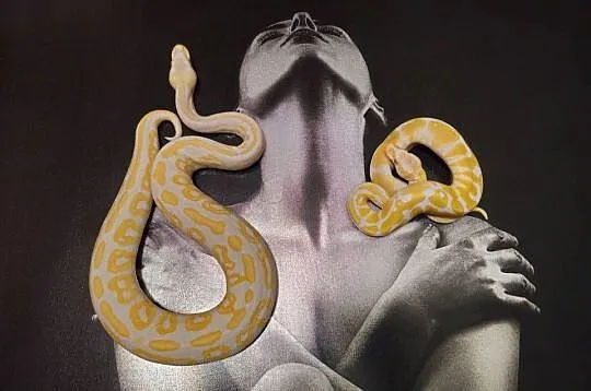 Pytony królewskie Python regius, Podkarpackie, Rzeszów