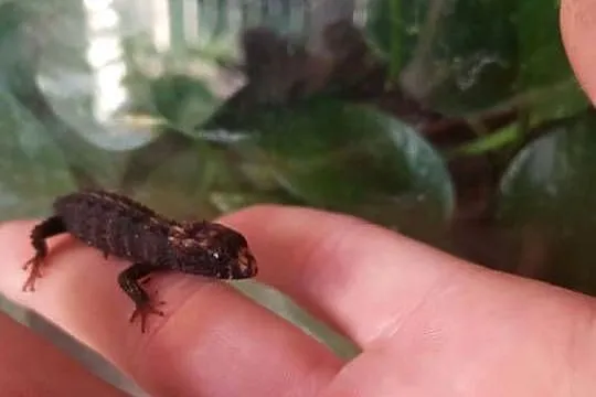 Scynk krokodylowy / Tribolonotus novaeguineae