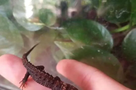 Scynk krokodylowy / Tribolonotus novaeguineae, Dolnośląskie, Lwówek Śląski