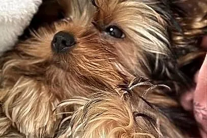 Hodowla Edi Stars- ZKwP/FCI Yorkshire Terrier z Prawdziwym Rodowodem !, Kujawsko-pomorskie, Bydgoszcz