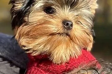 Hodowla Edi Stars- ZKwP/FCI Yorkshire Terrier z Prawdziwym Rodowodem !, Kujawsko-pomorskie, Bydgoszcz
