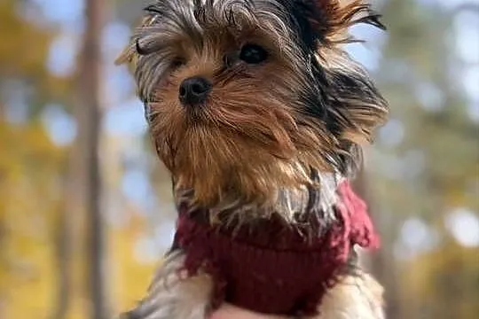 Hodowla Edi Stars- ZKwP/FCI Yorkshire Terrier z Prawdziwym Rodowodem !, Kujawsko-pomorskie, Bydgoszcz