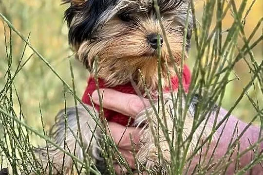 Hodowla Edi Stars- ZKwP/FCI Yorkshire Terrier z Prawdziwym Rodowodem !, Kujawsko-pomorskie, Bydgoszcz