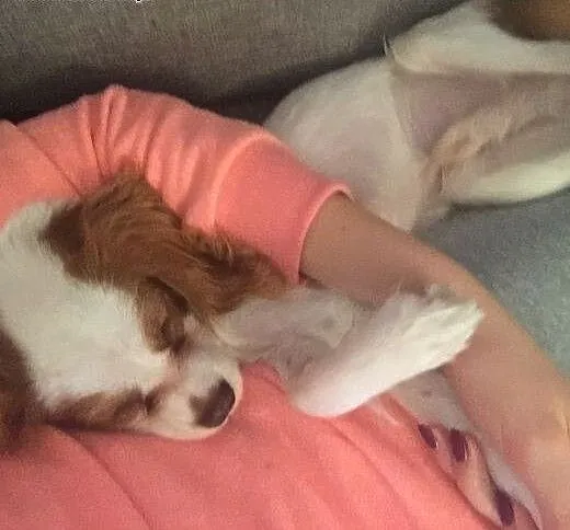 Cavalier king charles spaniel, małopolskie Kraków
