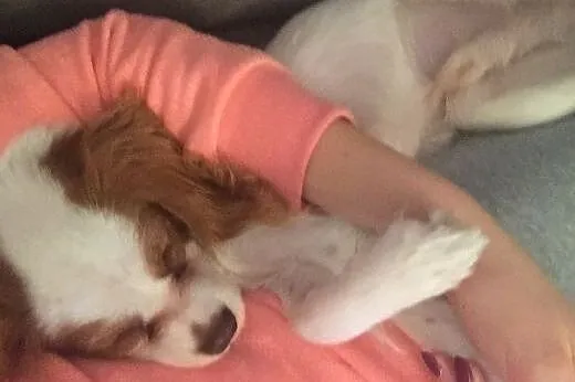 Cavalier king charles spaniel, małopolskie Kraków