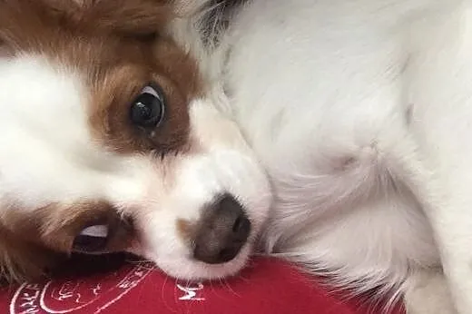 Cavalier king charles spaniel,  małopolskie Kraków