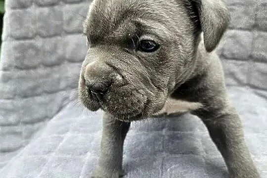 Szczeniaki cane corso