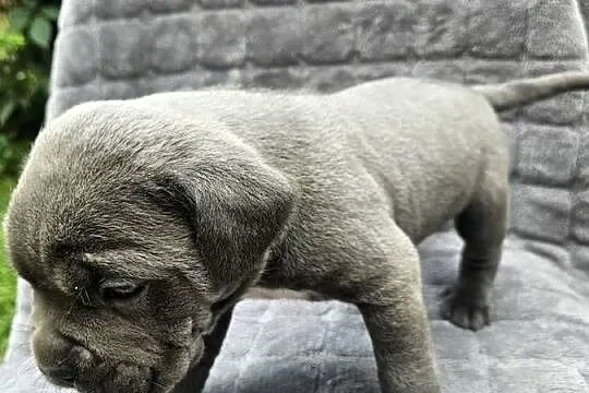 Szczeniaki cane corso, Zachodniopomorskie, Nowogard