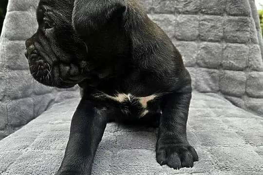 Szczeniaki cane corso, Zachodniopomorskie, Nowogard
