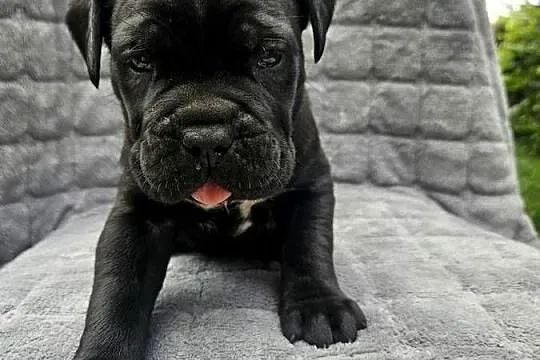 Szczeniaki cane corso, Zachodniopomorskie, Nowogard