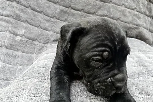 Szczeniaki cane corso, Zachodniopomorskie, Nowogard