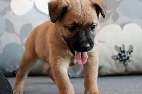 Malinka do adopcji ,  śląskie Częstochowa