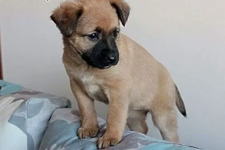 Malinka do adopcji ,  śląskie Częstochowa