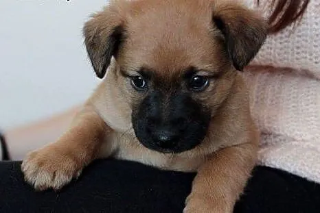 Malinka do adopcji ,  śląskie Częstochowa