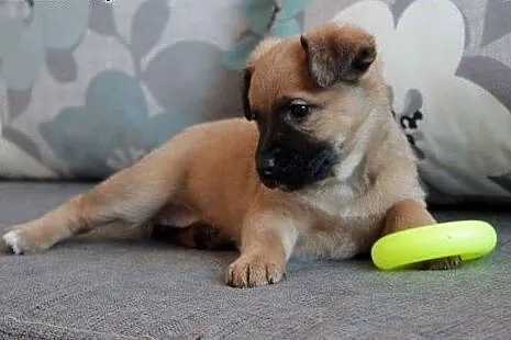 Malinka do adopcji ,  śląskie Częstochowa