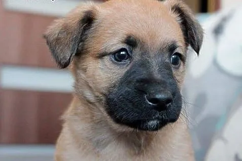 Malinka do adopcji ,  śląskie Częstochowa