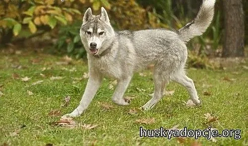 ARAK- kochany szczeniak husky do adopcji, małopol